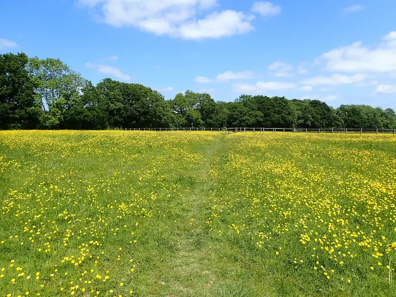 A grassy footpath through a meadow full of buttercups towards a line of trees under a blue sky