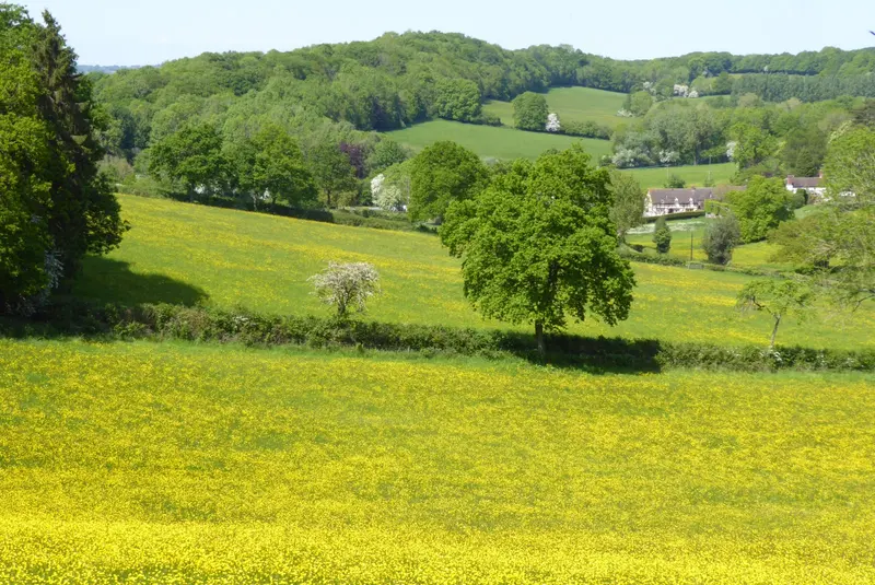 Buttercups in the valley