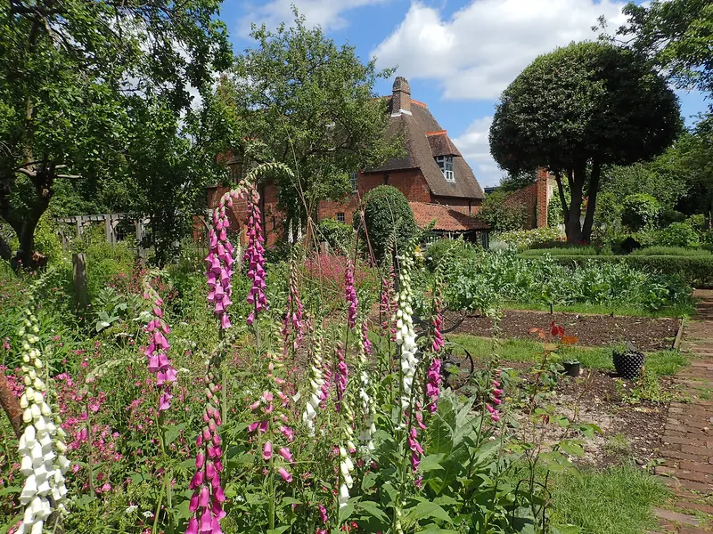 Tall pink and white foxgloves in a sunny garden with clipped trees and a brick house behind